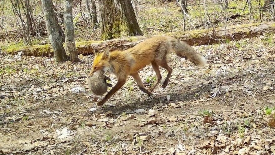     Источник: amurleo_land