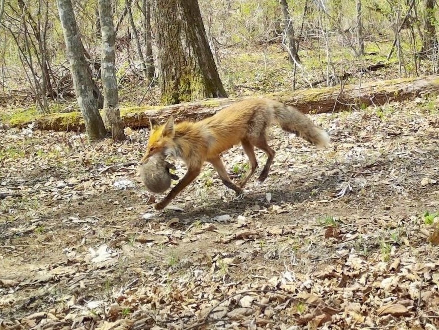     Источник: amurleo_land