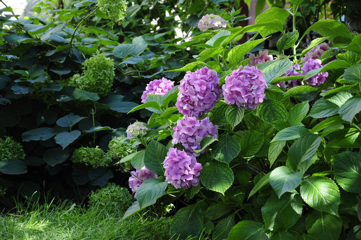Гортензия