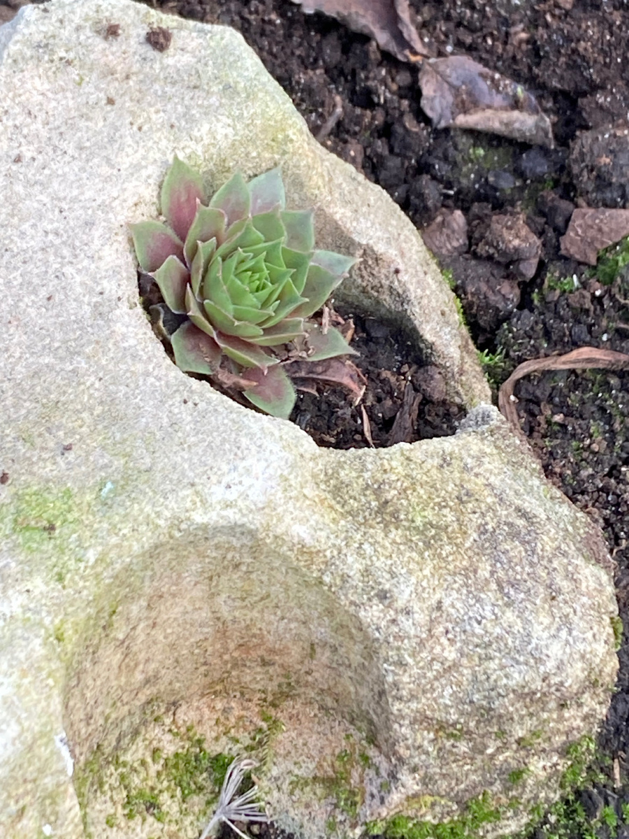 Да, не модный булыжник, а скромный силикатный кирпич