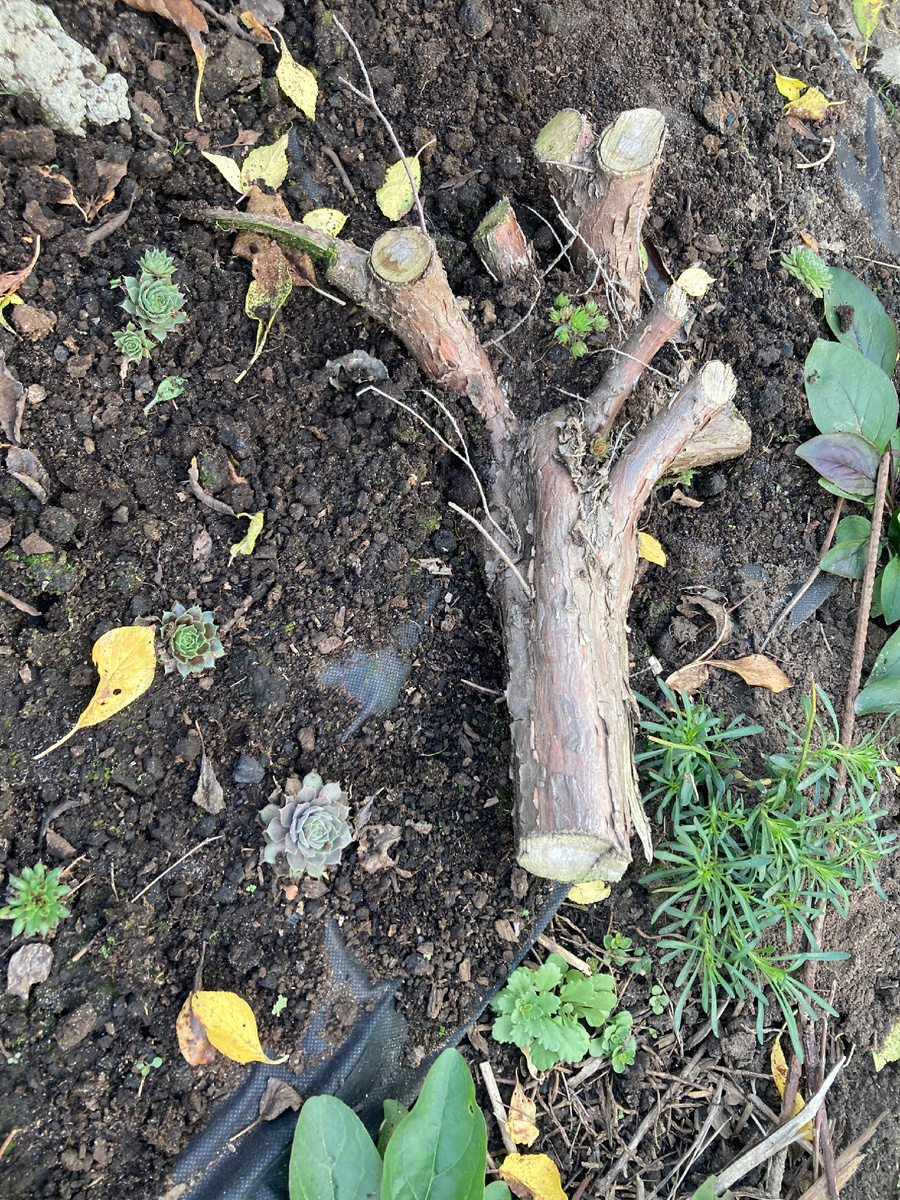 Рядом иберис. Пока маленький.