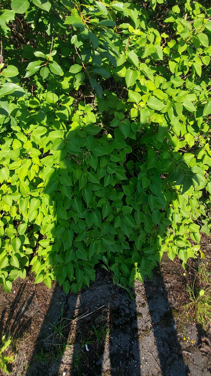 Фото - июль 2024г. Стих написан чуть раньше.