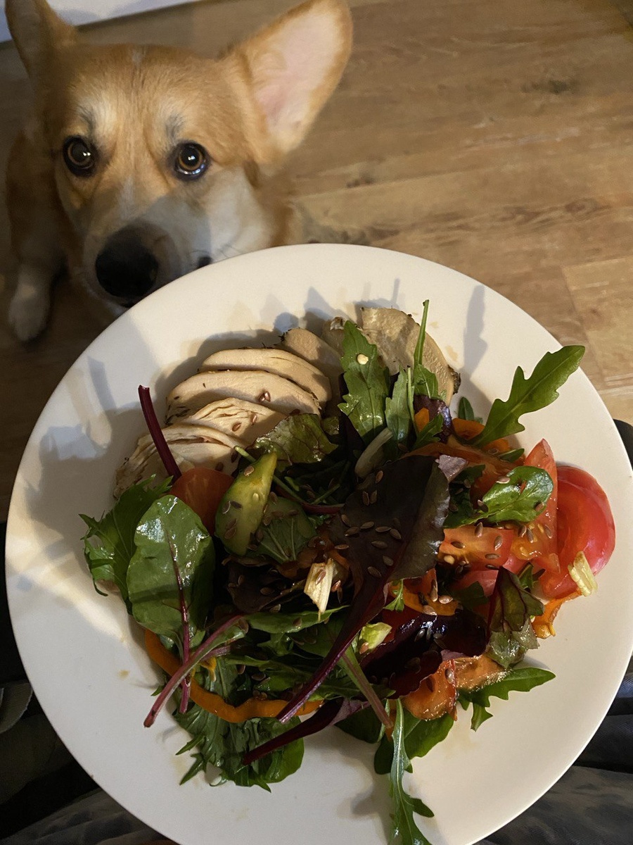 Ваш питомец поддержит ваше правильное питание и с удовольствием присоединится 