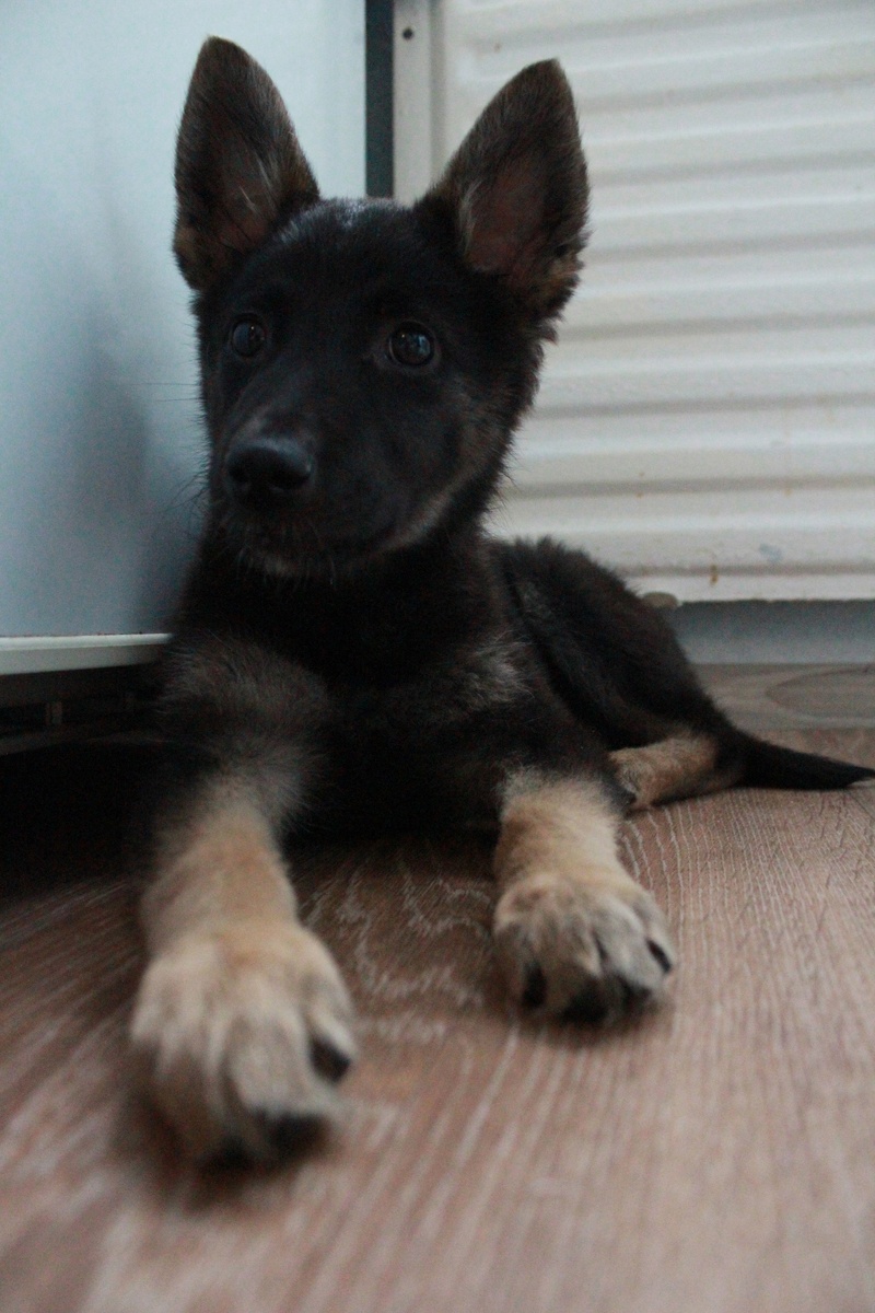 Здесь Мэй 4 месяца. Это первые дни, когда её привезли к нам домой.