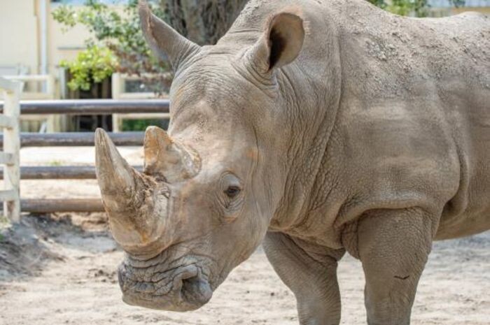 Источник фото: vk.com/rostov_zoo_official