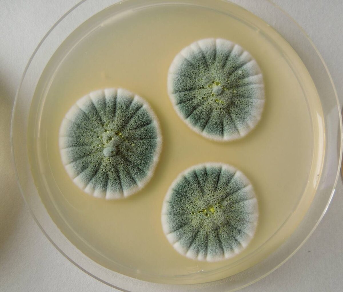 Грибок Penicillium notatum