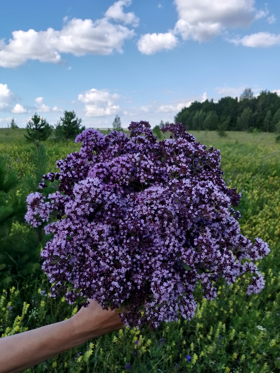 фото автора, букет душицы