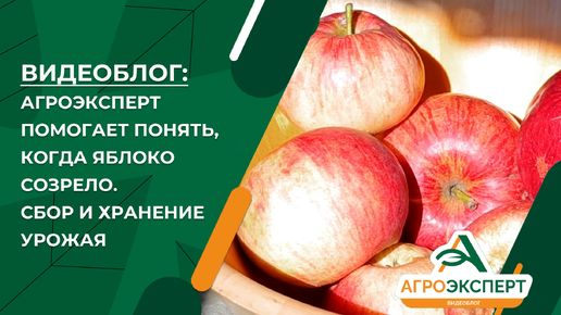 «Агроэксперт помогает»: когда созрели яблоки и можно начинать сбор урожая