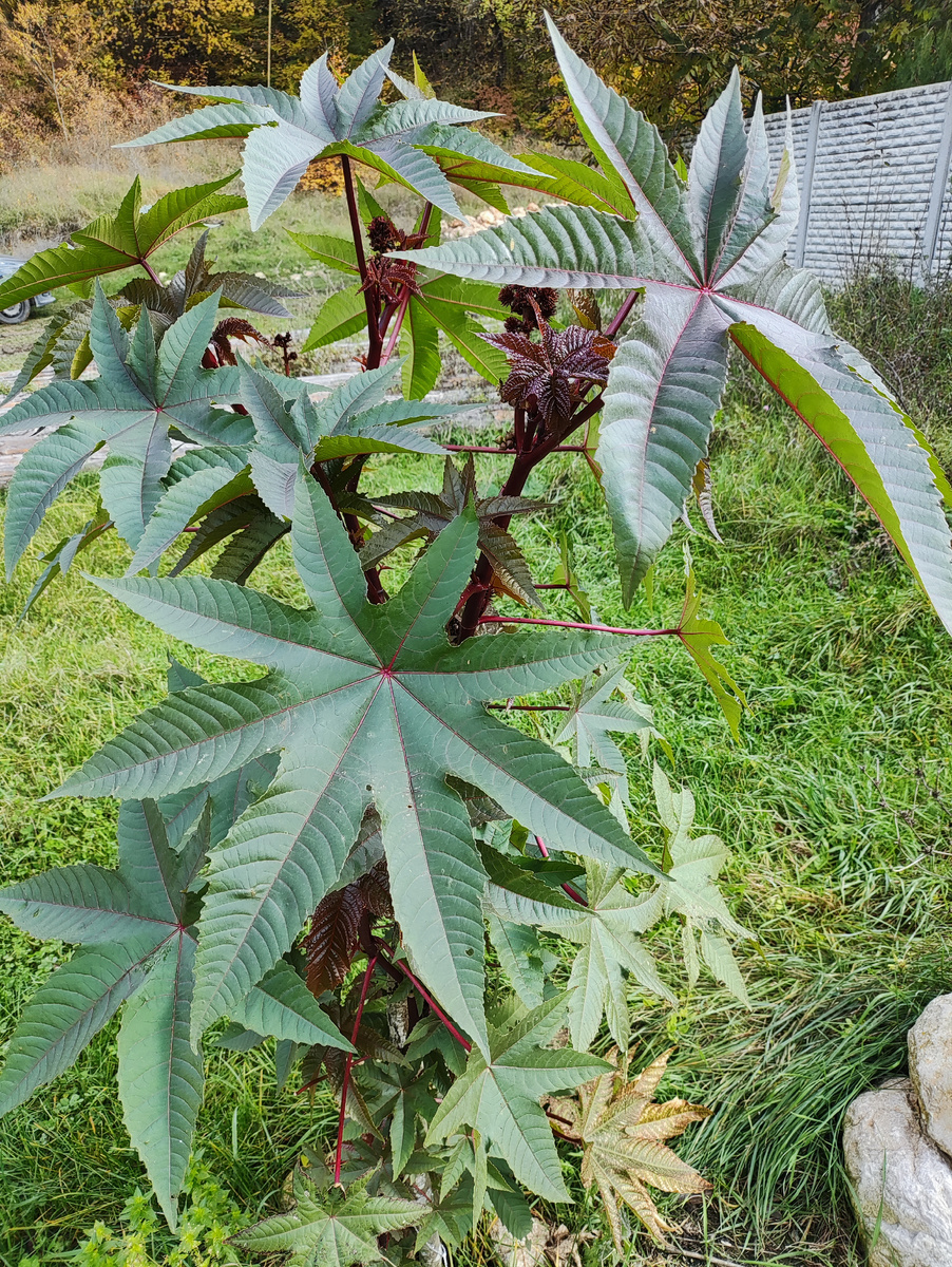 У клещевины очень характерные листья, как морские звёзды неправильной формы. Ни с чем не спутаешь