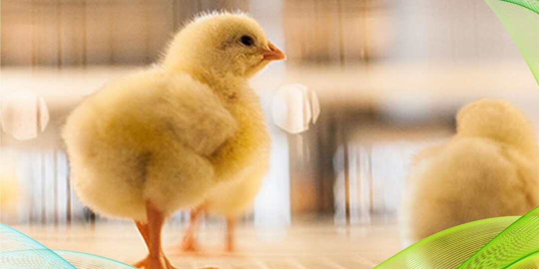 Женилен OXY — универсальное решение для птицефабрик