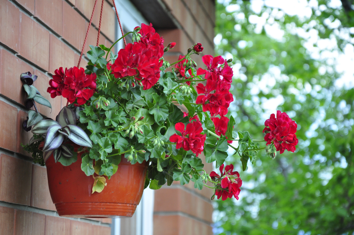 Пеларгония 