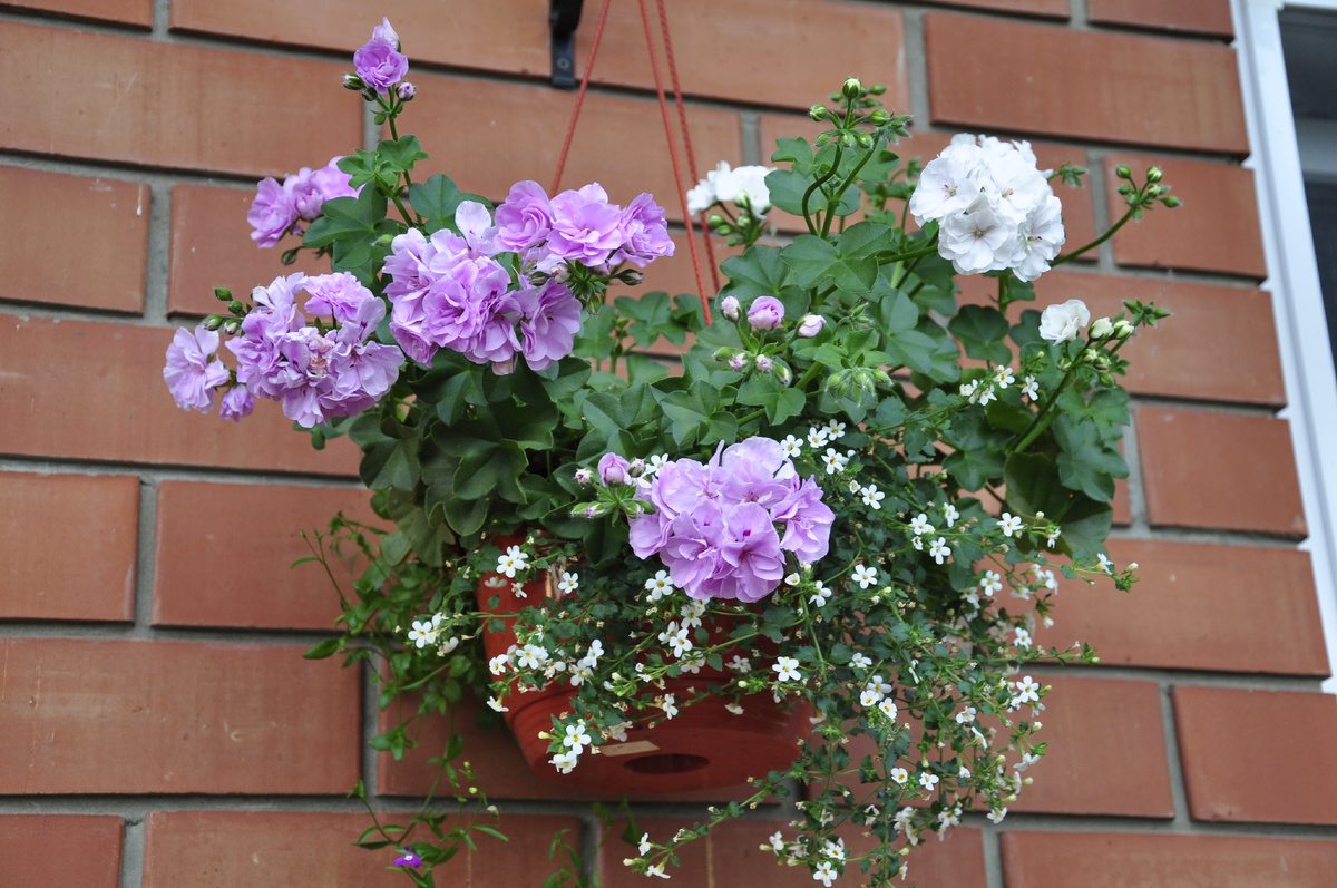 Пеларгония 