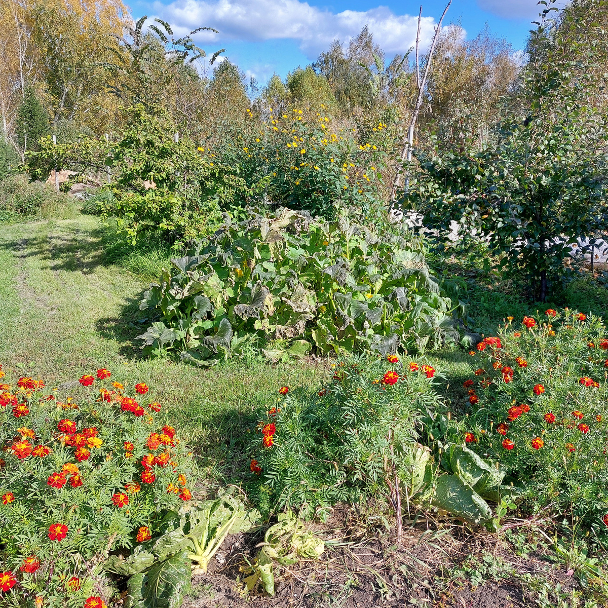 Заморозок ПРИХВАТИЛ патиссоны. Красиво стояли шаром таким ажурным...