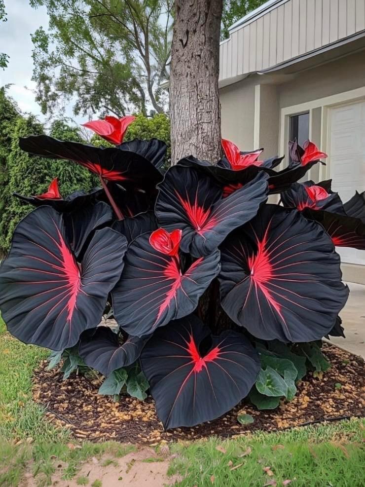 Черная магия в вашем саду - Alocasia "Black Magic"