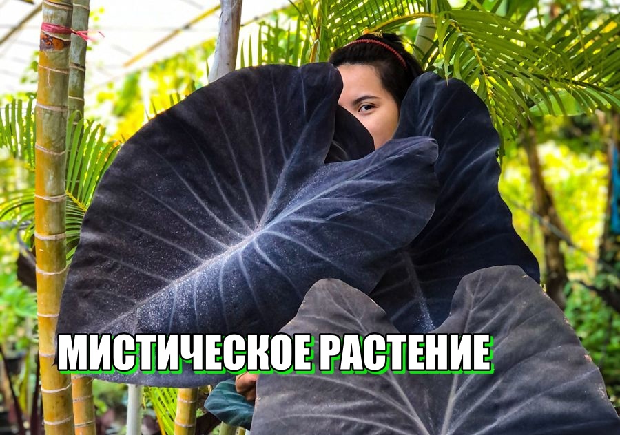 Черная магия в вашем саду - Alocasia "Black Magic"