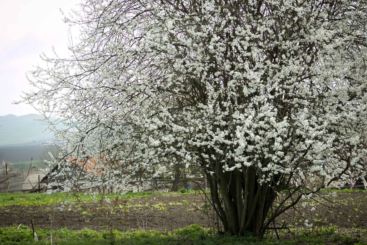 Алыча на меже. Автор фото Елена Якимова / Greenfingers
