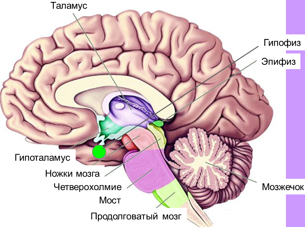 Гипоталамус является главным центром эндокринной и вегетативной регуляции, а также главным центром биологических потребностей (и связанных с ними эмоций). Центр жажды находится в средней части гипоталамуса.