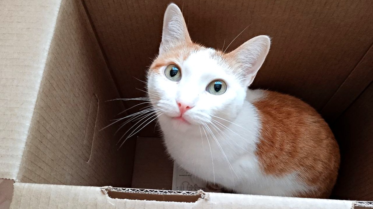 Стоит только освободить коробку