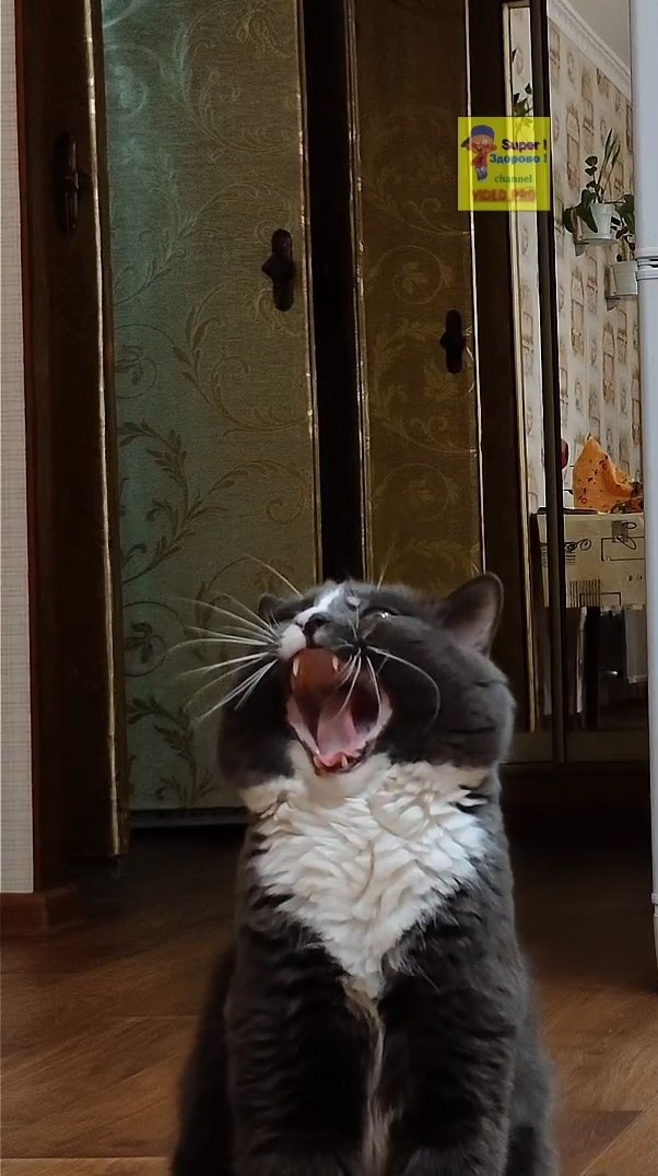 Залипательный короткий прикол )))