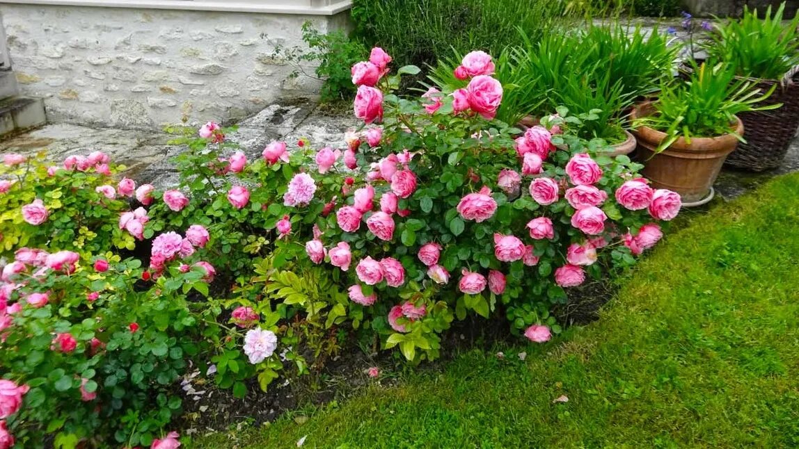 Вот как выглядят розы летом после правильной осенней обрезки