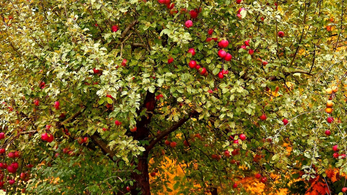 Вот что дает правильное применение железного купороса осенью - здоровый и плодоносящий сад.