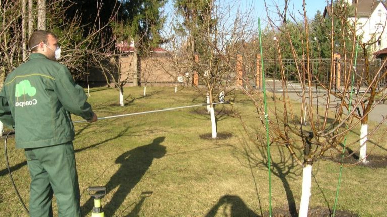 Нужно тщательно обработать все части дерева. Это залог хорошей защиты.