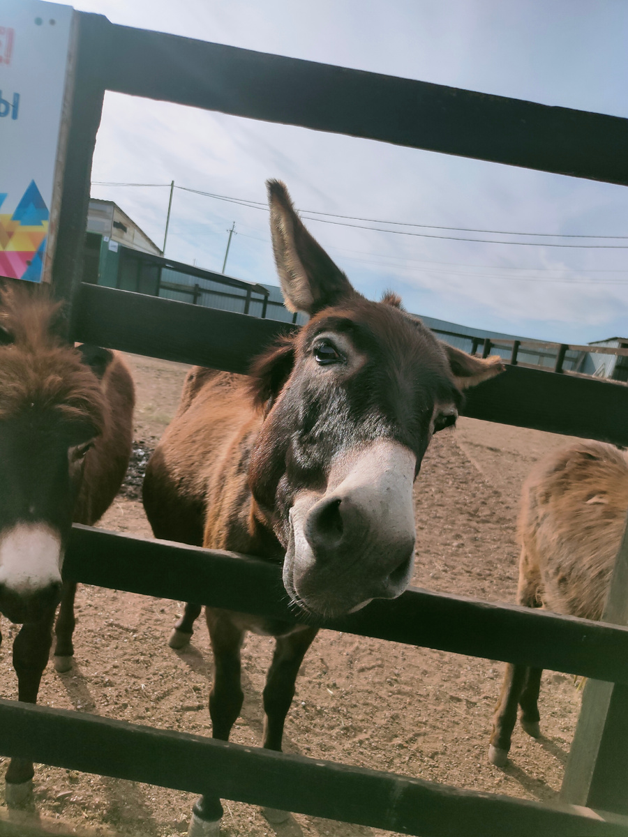 На страусиной ферме нам понравились ослики
