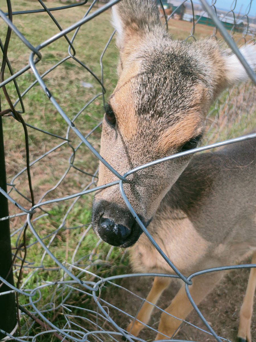 И Бемби без уха