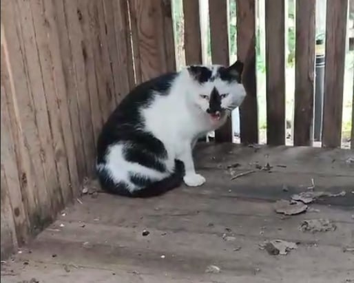 Один из спасенных Анжелой питомцев