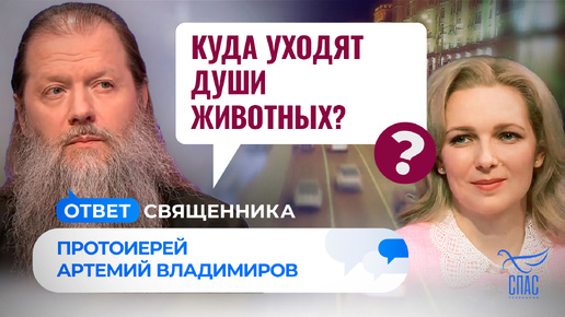 КУДА УХОДЯТ ДУШИ ЖИВОТНЫХ?