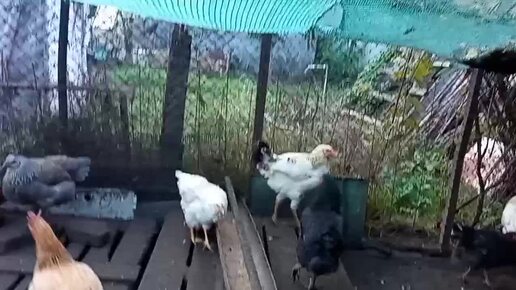 Модернизация и побег из курятника😁🐓