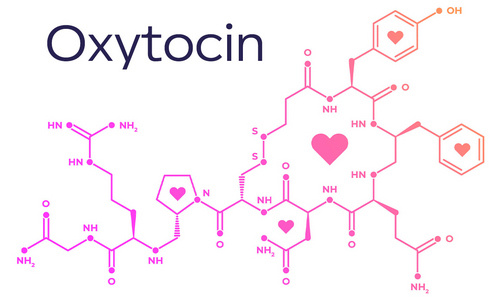Картинка из открытых источников // Гормон любви