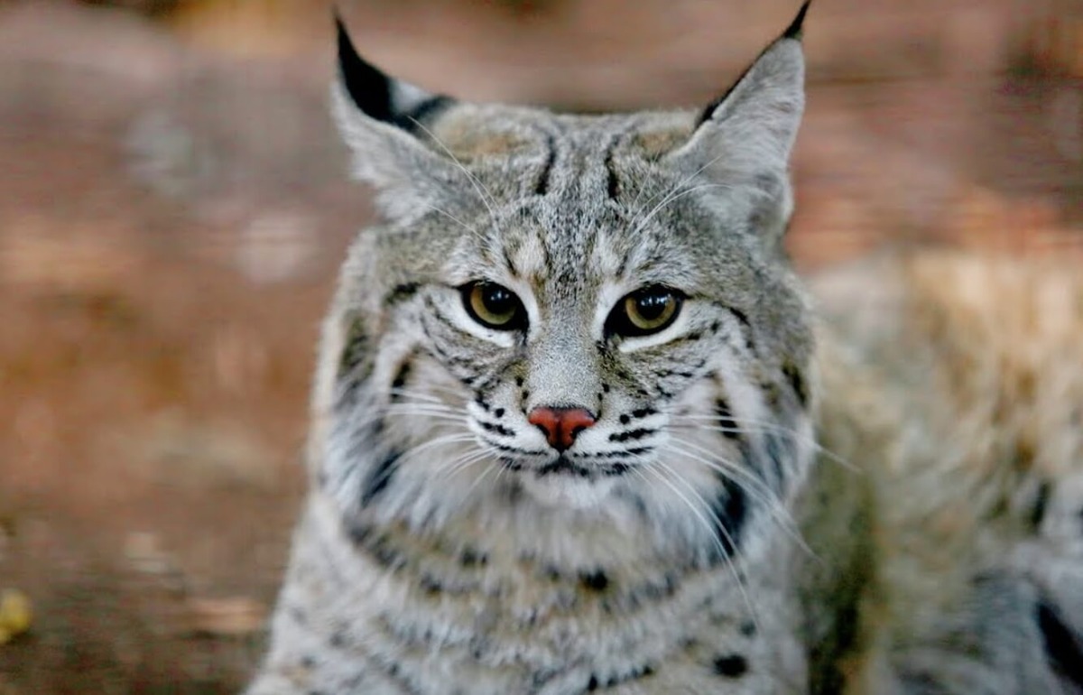    О рысях можно рассказать много чего интересного — вот вы знали, какие звуки они издают? Источник фотографии: Freepic