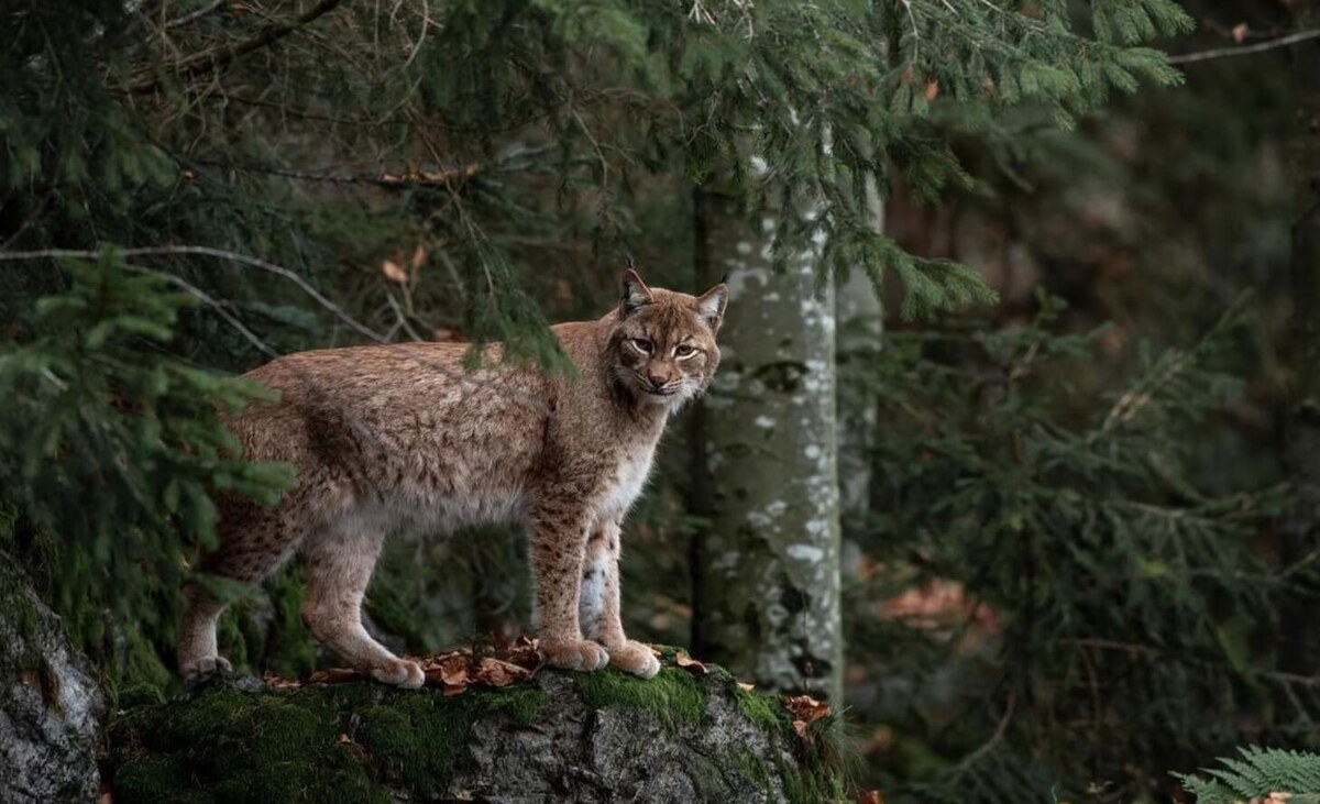    Рыси предпочитают жить в лесах. Источник фотографии: mk-kaliningrad.ru