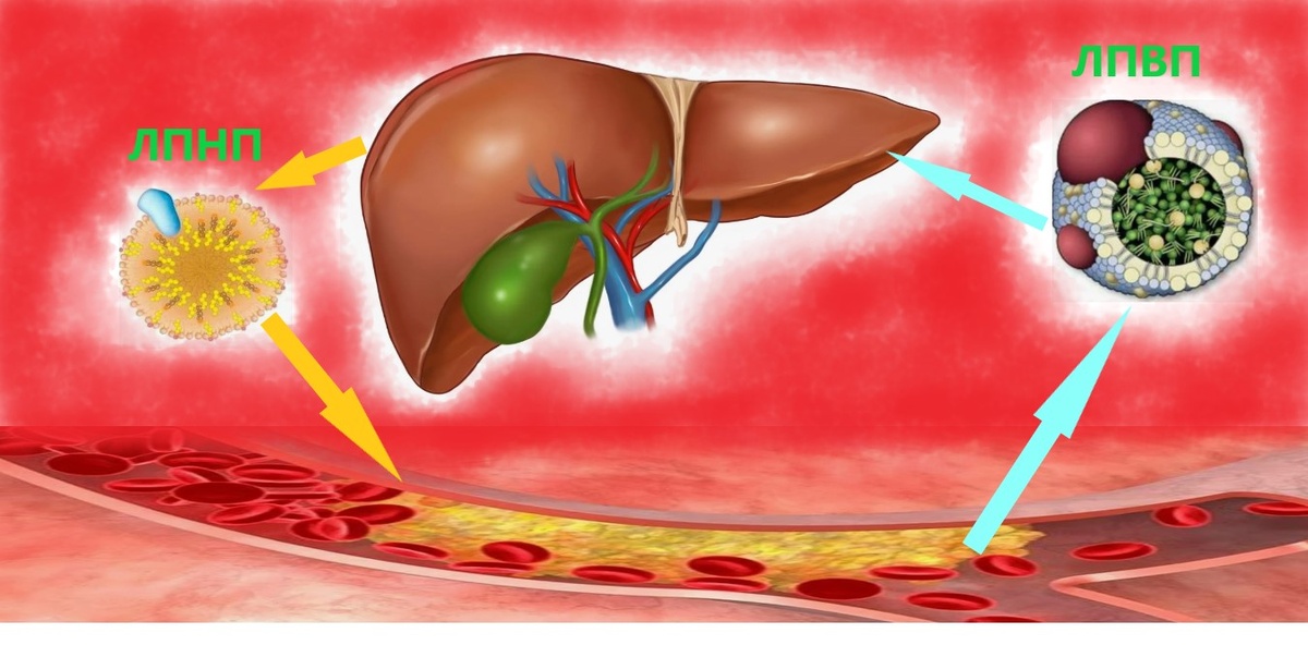 Круговорот холестерина (изготовлено с использованием картинок Yandex)