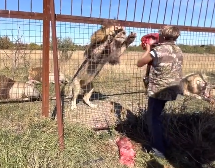 Фото: Prt Scr Парк Львов Тайган