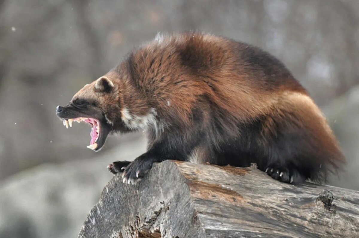 Картинка из свободных источников