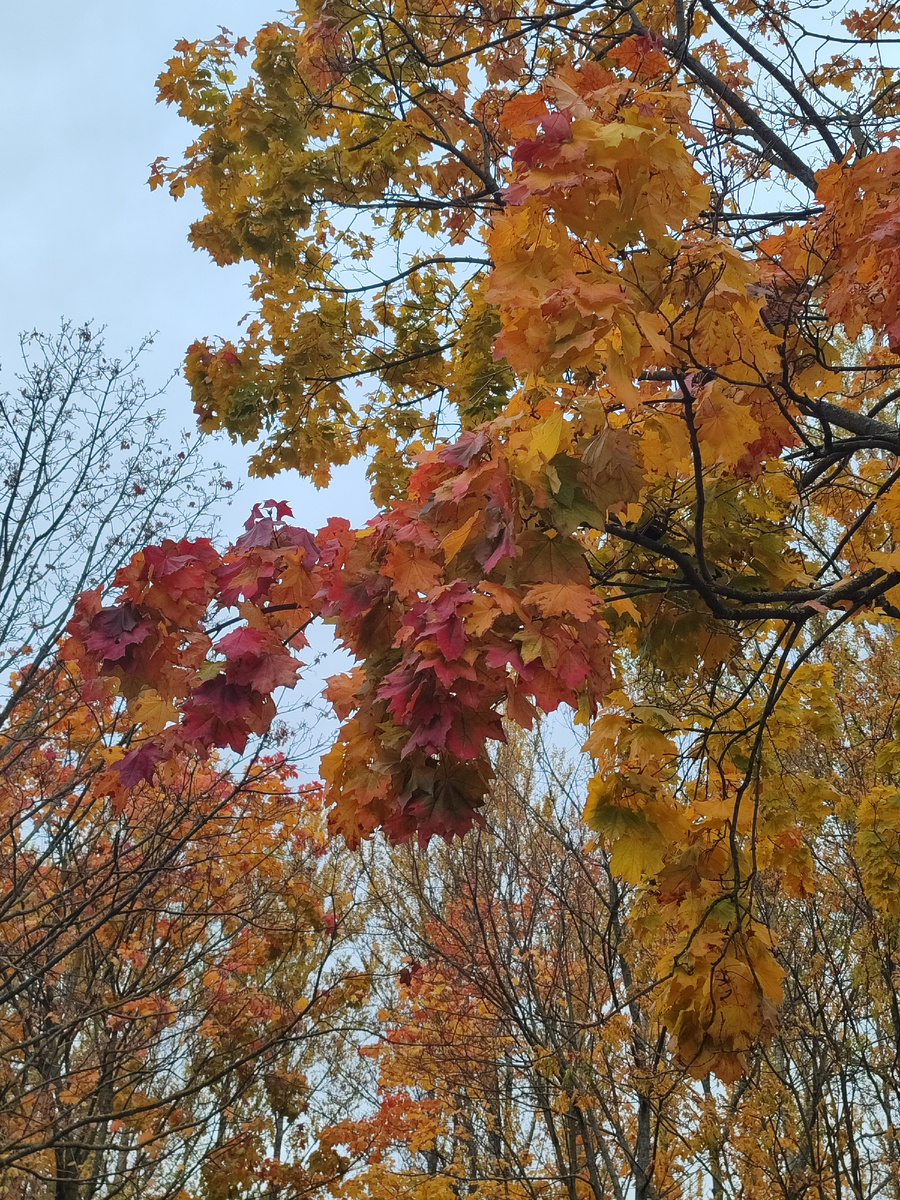 Волшебство осени