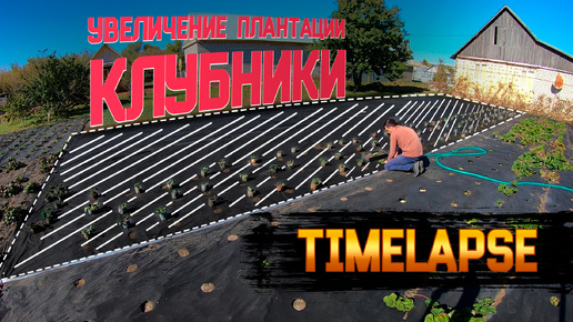 Timelapse | Увеличение плантации клубники.