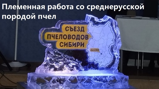 Жабин Андрей. Племенная работа со среднерусской породой пчел. (Алтайский край)