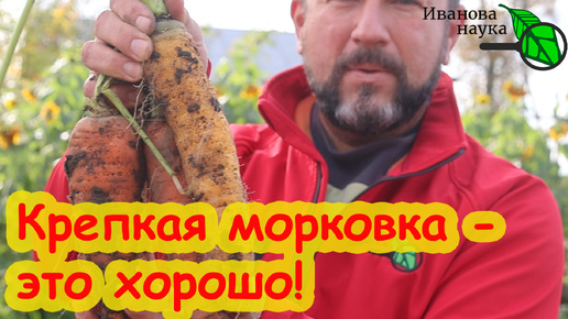 ХОТЬ НА ПЕСКЕ, ХОТЬ НА ГЛИНЕ: сочная, крепкая, вкусная морковь. Несколько простецких советов, которые вам точно помогут.