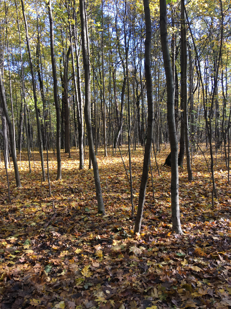 Клён конечно самый красивый в октябре, но под его листьями ничего не видать из грибного царства