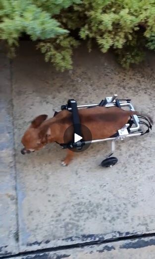 Собака в инвалидной коляске