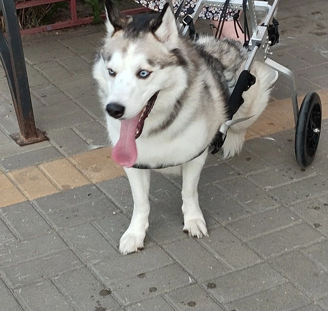 Большая собака в инвалидной коляске на задние лапки
