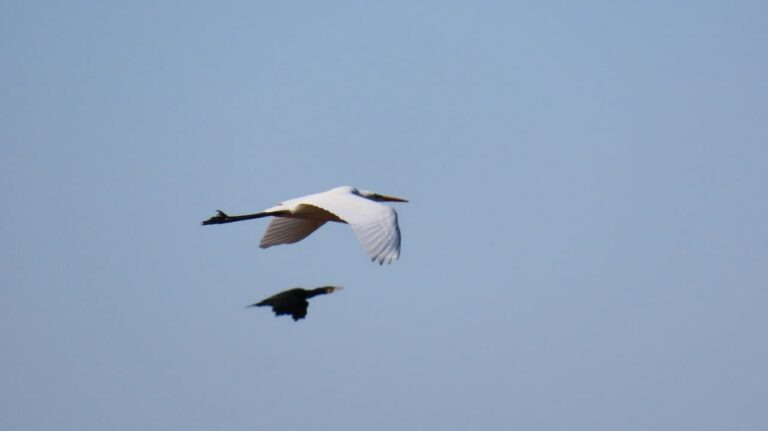    Цапля vs баклан. В Светлинском заказнике две птицы соревнуются в скорости, хитрости и ловкости Кристина Просвиркина