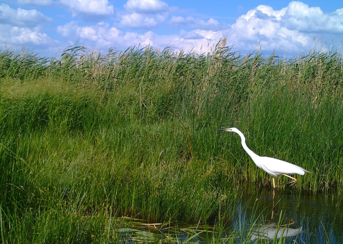    Цапля vs баклан. В Светлинском заказнике две птицы соревнуются в скорости, хитрости и ловкости Кристина Просвиркина