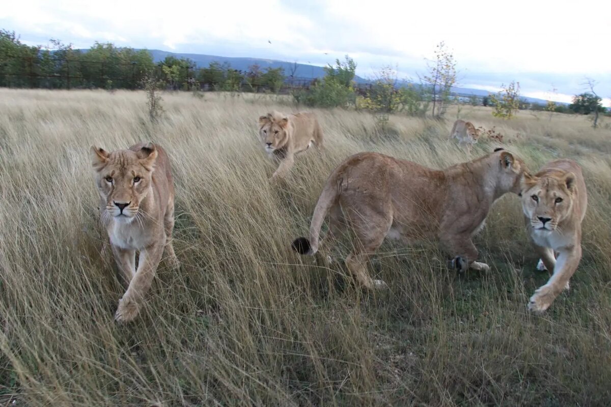    Львы парка Тайган