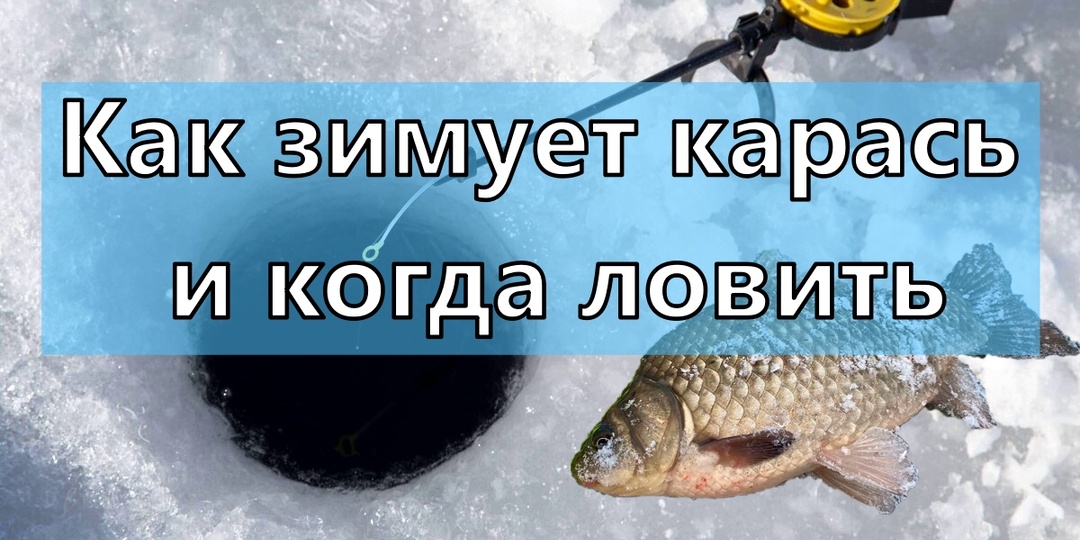 Как зимует карась и когда ловить