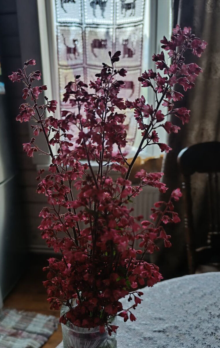 гейхера сорт "Мария", она у меня ярко красного цвета, но что-то пошло не так😍