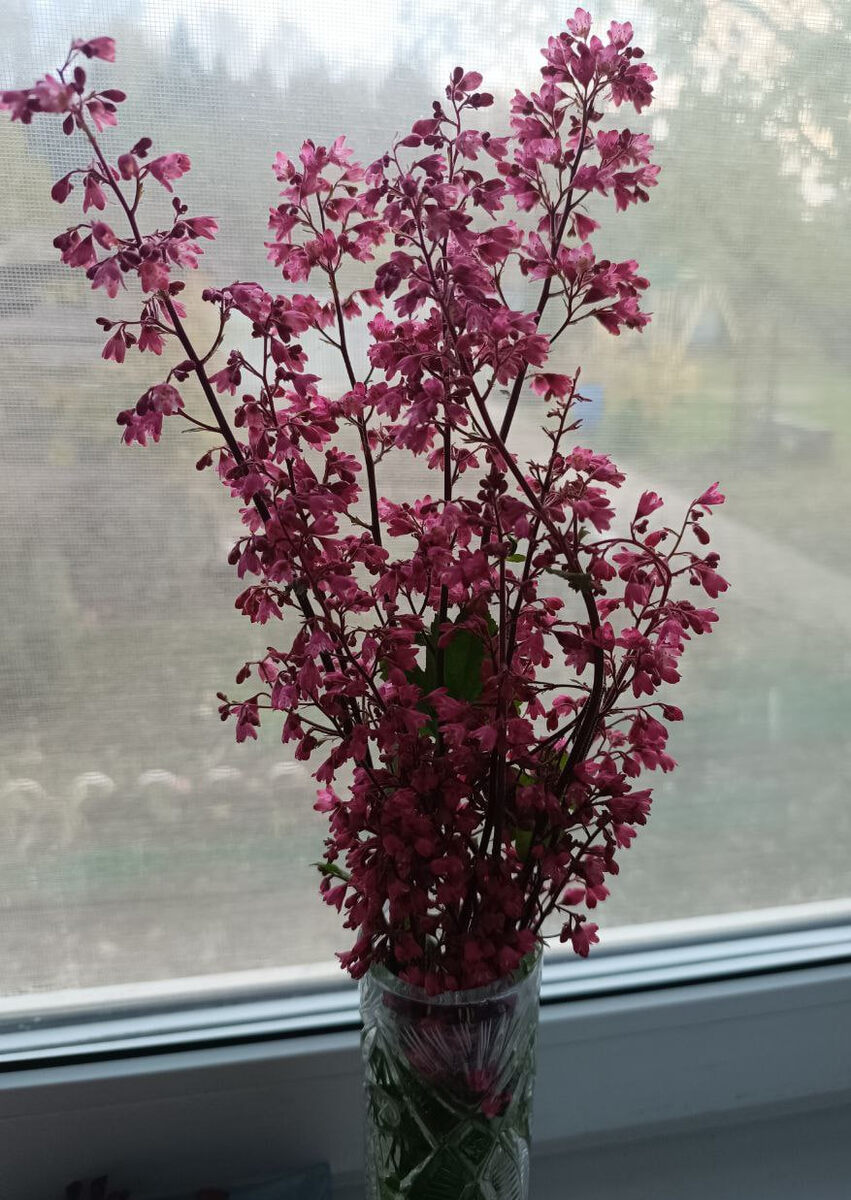 стояли теплые дни, и от резкого похолодания не успели созреть семена, постоят в букете подсохнут и посею весной.